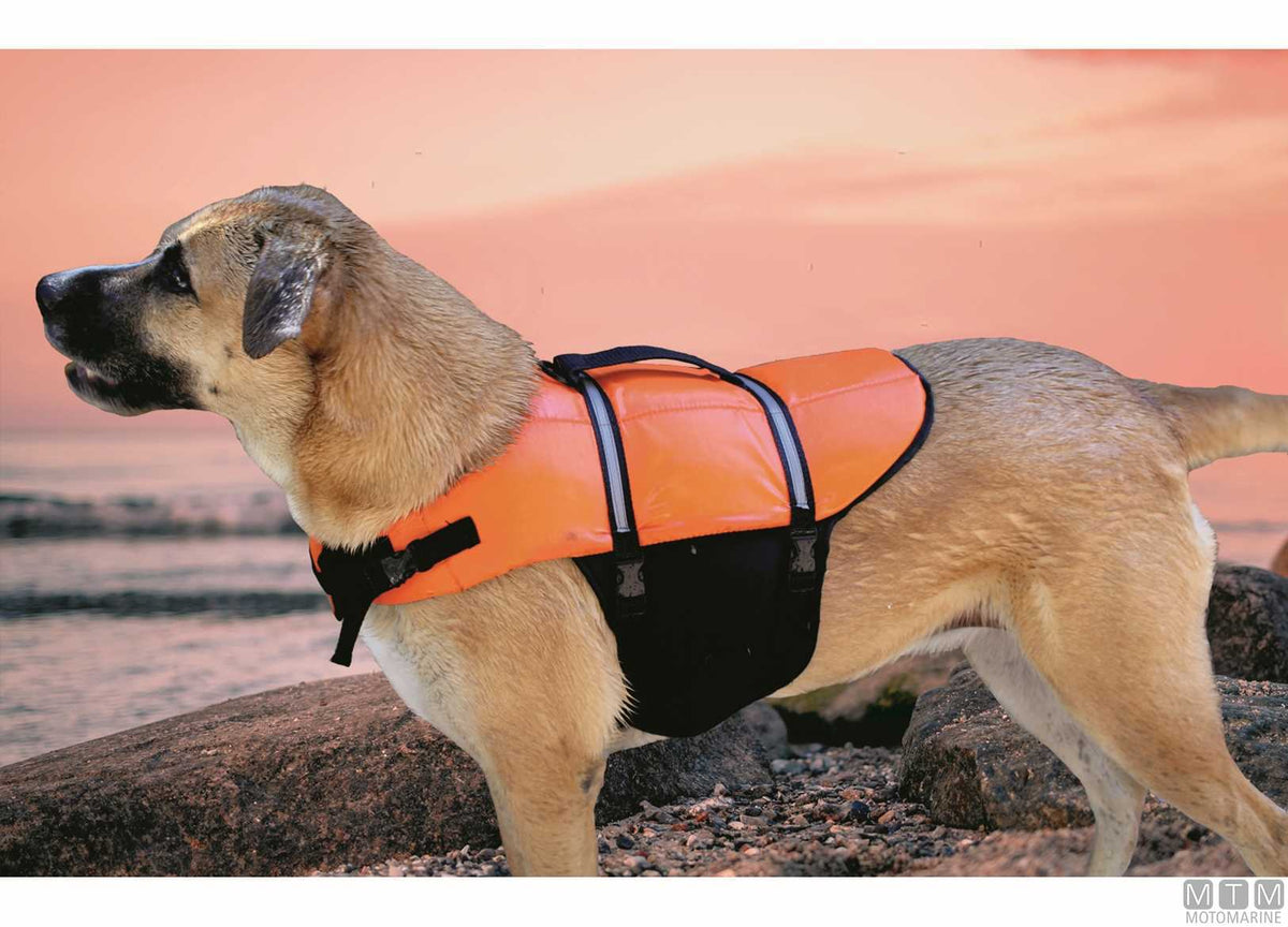 Life jacket for pets XXL - original photo Motomarine Srl